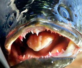 Snakehead Fish.