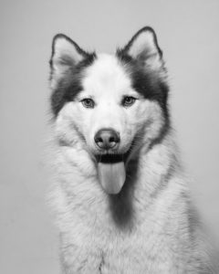Apollo Duque, the canine performer in Sweet Charity by the Heritage Players. Photo by Shealyn Jae Photography.